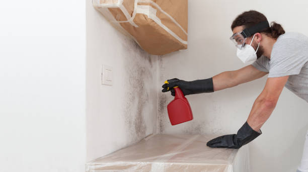 Basement Mold Remediation treatment on basement walls in Aurora