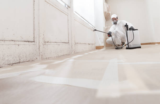 Black mold remediation team in Aurora